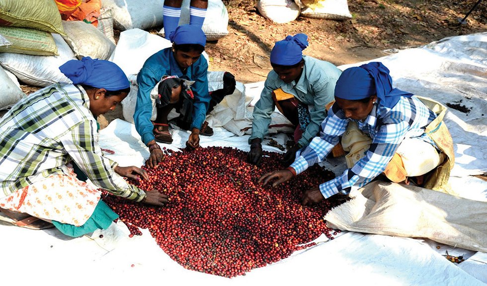 Coffee berries dry in the sun at Coorg, part of the Tamil Nadu, one of India’s four main coffee growing states.